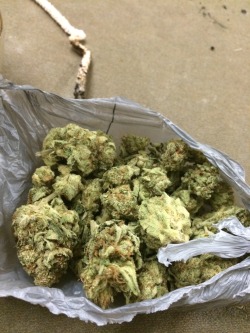 #WhiteRhino 