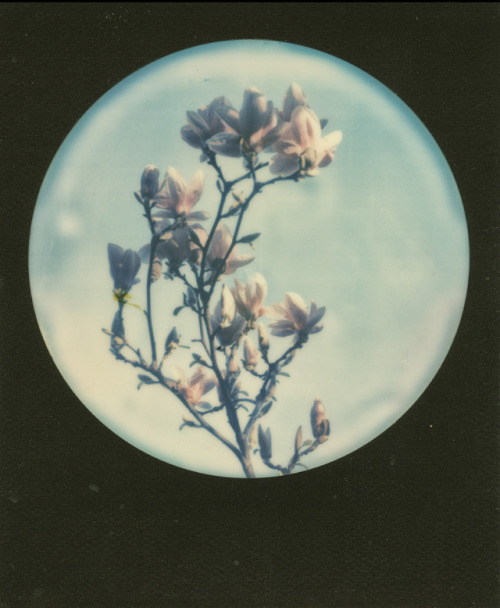 polaroidsandthoughts:Magnolia