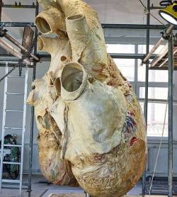 bogleech:  sciencealert:You’re looking at the biggest heart ever preserved from an animal 😱 This once belonged to a blue whale that died trapped in ice on the shores of Newfoundland, Canada. A team from the Royal Ontario Museum salvaged the 180