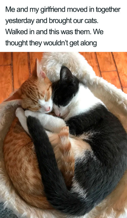 awesome-picz:Wholesome Cat Posts That Will Hopefully Make Your Day.