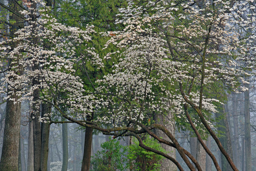 Spring Dogwood in Bloom by deanpennala by SudipD - Blogger, LION, Social Media Consultant on Flickr.