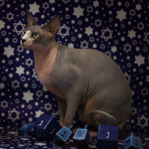 hairless-hugo: Hugo is convinced that he will be dreidel champion this year during the Festival of L