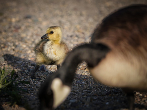 dkt5d:Canadian Geese Chicks at San Joaquin Wildlife Sanctuary, trying out my new lens.