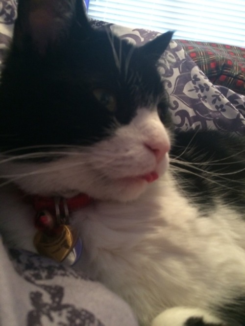 harlett-o-scara:My little blep kitty