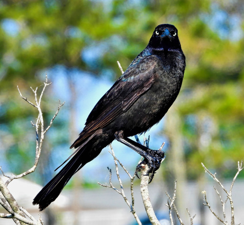 birbmania:Common grackle … Selbyville, Delaware … 5/26/21