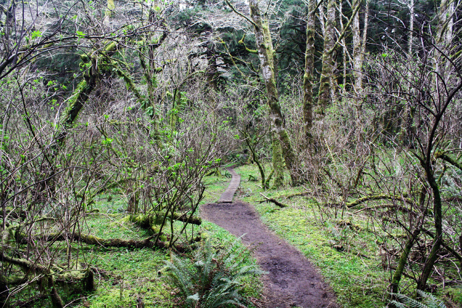 bright-witch: The Nature Conservancy//Forest Service’s Cascade Head Trails ♢