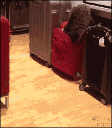 4gifs:  Abort, abort! [video]