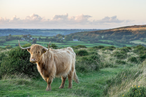 stephenearp: Scottish Longhorn She looked like she’d been blowdried in the sun after the rain 