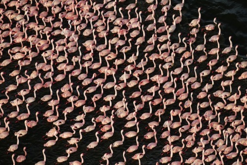 flamingoes