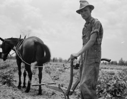 mrsramseysshawl:  Dorothea Lange, Son of sharecropper family at work in the cotton near Chesnee, South Carolina, June 1937