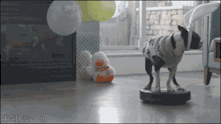 4gifs:  Roombadog wishes you a happy Easter. [video]