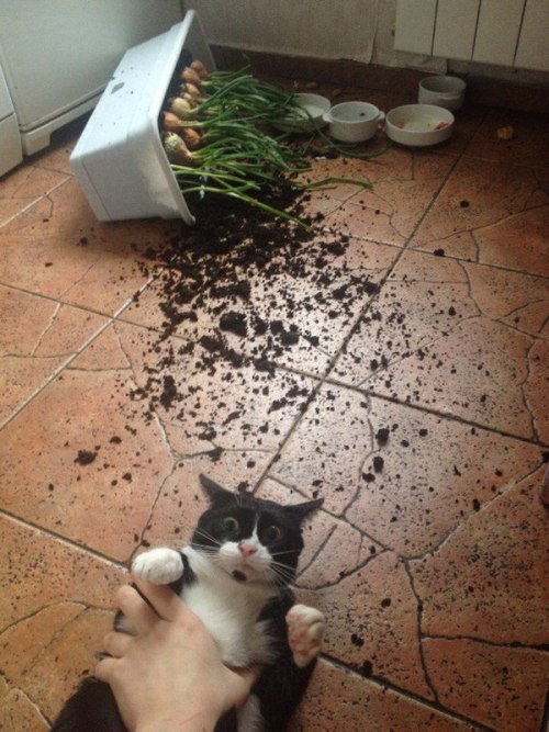 sending-out-a-searchlight: the-real-nasanerd: CAUGHT Pinned this cat so hard the ground be cracking 