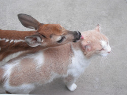 zay4ik:  deer licking cat 