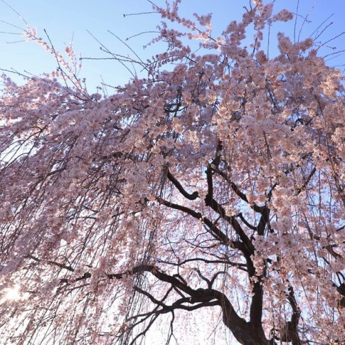しだれ桜を枝垂れてる様がわかるようにちょっとアングルを変えてみた。 ちなみにこのしだれ桜は枝が地面に届くまで枝垂れてる非常に見事な桜です。 #しだれ桜 #桜 #京都 #本満寺 #一眼レフで撮影 #sa