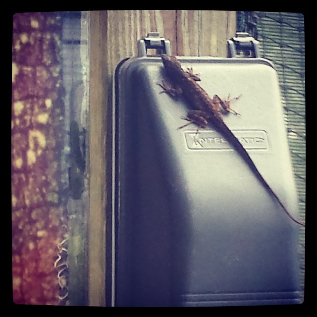 Lizard #backyard #Orlando #Florida