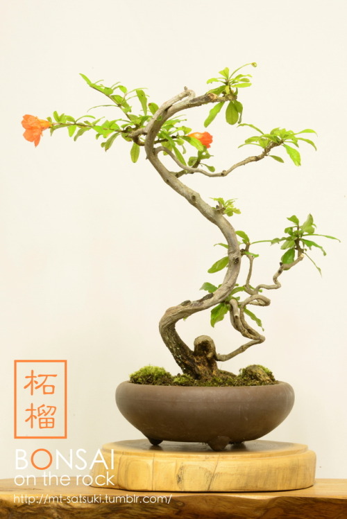 柘榴（ザクロ）の盆栽ZAKURO, Pomegranate bonsai2016.8.28 撮影bonsai on the rock| Creema | BASE | Zazzle.co.jp | Z