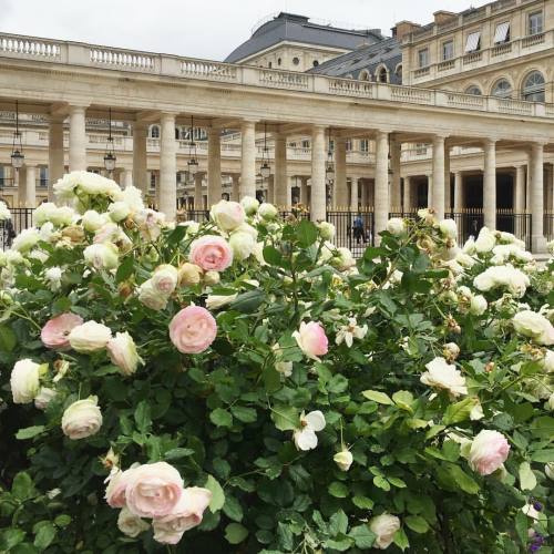 End of summer roses in the Palais Royal. Deep inhale…why doesn’t IG have smell-o-vision