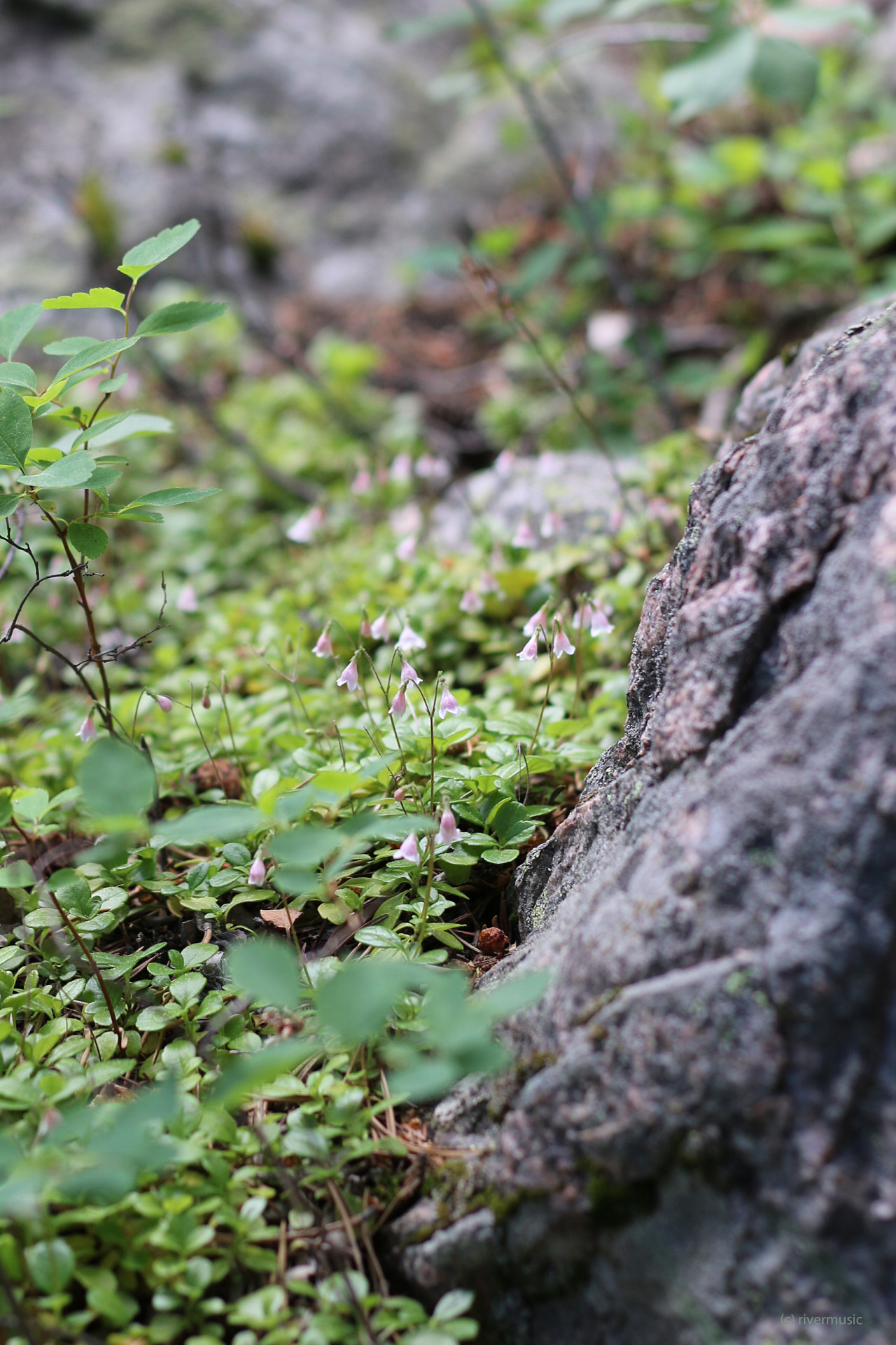 rivermusic:  Twin Flower (Linnaea borealis)~for Meena @silvaris~by rivermusic, June