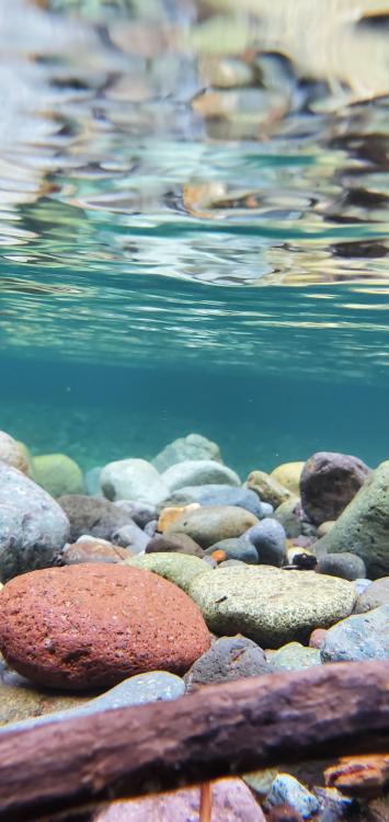 oneshotolive:  Beneath the surface of this river, Mt. Rainier Nat'l Park, WA [OC][1908x4032] 📷: Bowlerballer 