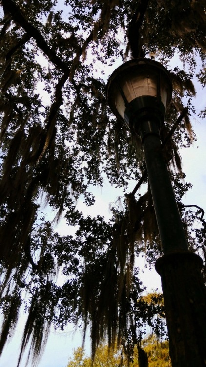 New Orleans  City Park
