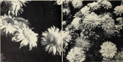 nemfrog:Anemone type mums. Chrysanthemum culture in California. 1952. 