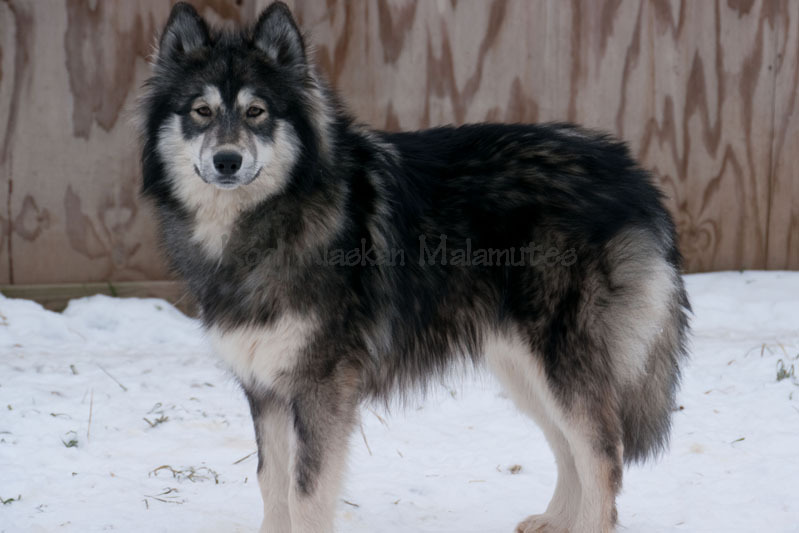 wolf x malamute