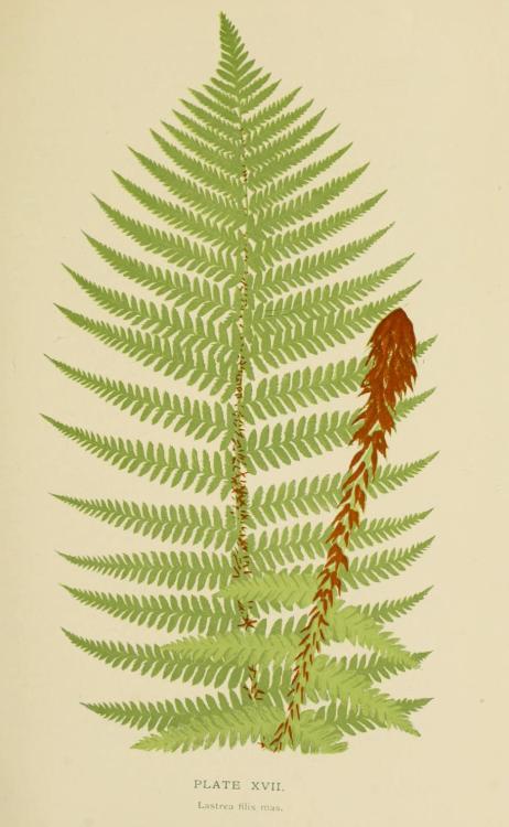 heaveninawildflower: Illustrations of Ferns taken from ‘British Ferns and their Varieties’ by Charle