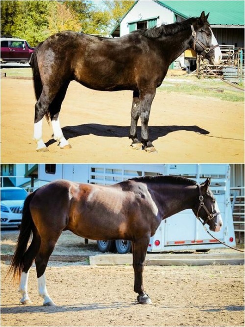 theprincessandthepercheron: I have always been a proponent of dressage as being so much more than a 