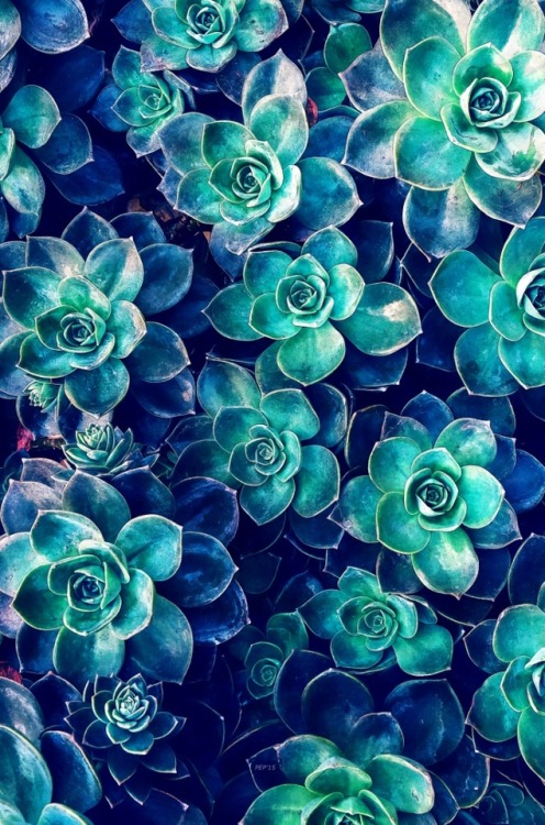 megarah-moon:“Plants Of Blue” byPhil PerkinsAvailable as art prints and more at Society6Bath MatIpho