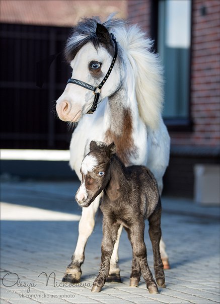 (2) Olesya Nickolaeva is passionate about horses and is very experienced in capturing their glowing 