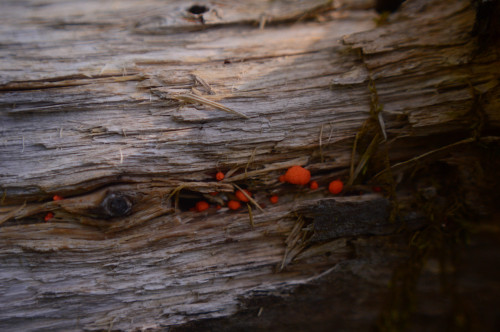 Red Fungi?Kelsey A St GermainNikon D3200