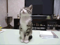 cute-overload:  Sleepyhttp://cute-overload.tumblr.com