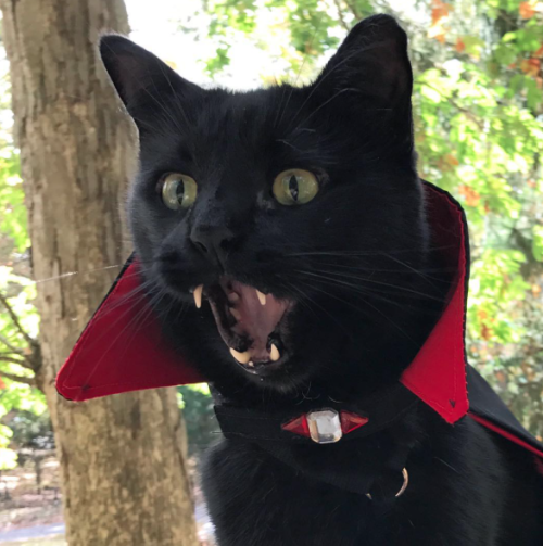 catsbeaversandducks:These Cute Vampurrs Want To Wish You A Happy Halloween“And we also want to suck your blood!”Photos by Monk And Bean