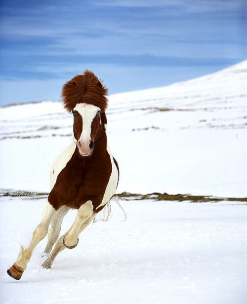 theequus:  11703-157-346 by Ragnar TH on Flickr. 