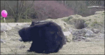 Funny Or Die — 21 Best GIFs Of All Time Of The Week #162 Aww!