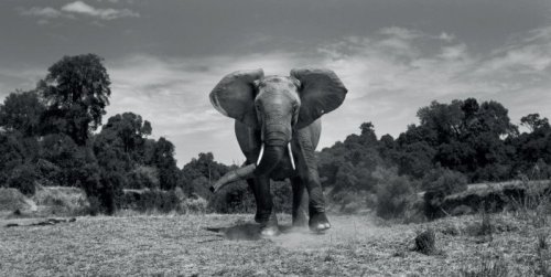 bobbycaputo:  Black and White Photos of the Wildlife in ‘The Mara’ in Kenya by  Anup Shah  
