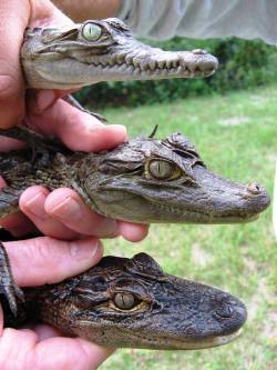 reptilesrevolution:From top to bottom, we have the American crocodile, spectacled caiman and American alligator.