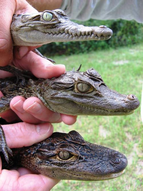 reptilesrevolution:From top to bottom, we have the American crocodile, spectacled caiman and America