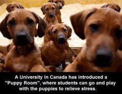 srsfunny:  Canadian Students Have It A Lot