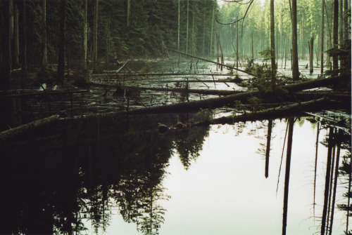 alcyere:Untitled (by Robin Mellway)