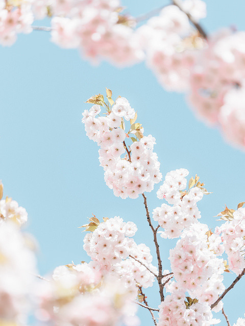 yukku-ri:四月桜 by Crusade. on Flickr.