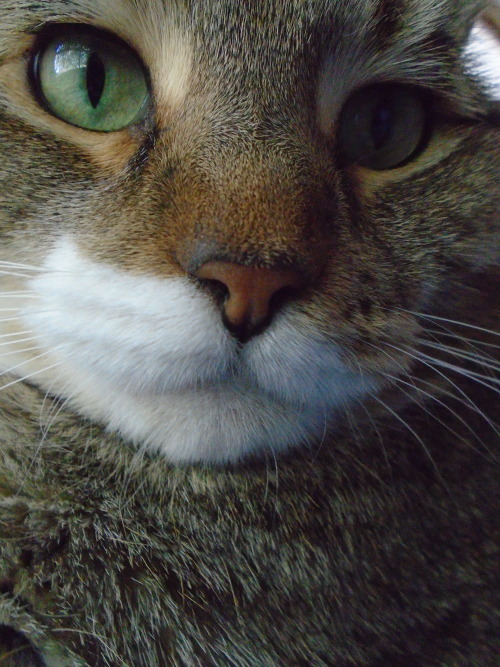 dixieandherbabies: Dixie and her babies.Happy National Tabby Day!  Here’s our handsome ta