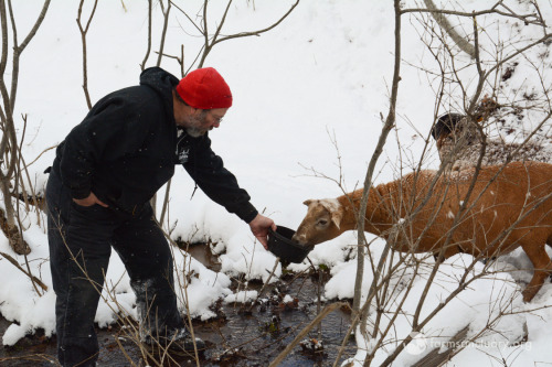 scalestails: animalsoffarmsanctuary: Emergency Rescue: Twenty Imperiled Animals Will Sleep in Warmth