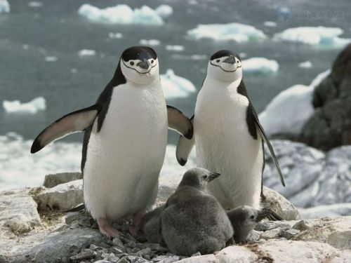 penguinlove1001: It’s Friday!!Today’s penguin post features some penguin families. I am 