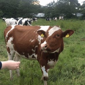 smolpie: stopping by the side of the road to say hello to some pretty cows is a guranteed