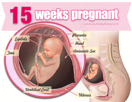 You’re 15 weeks pregnant and your growing baby is about the size of an apple. http://bit.ly/Uj