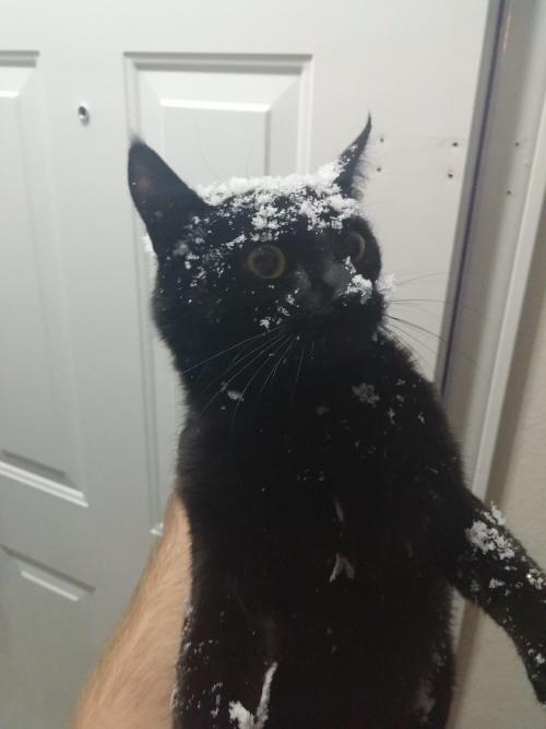 spilled-juice:  awwww-cute:This is my cat after trying to run out the door….. Into a wall of snow  oh, canada
