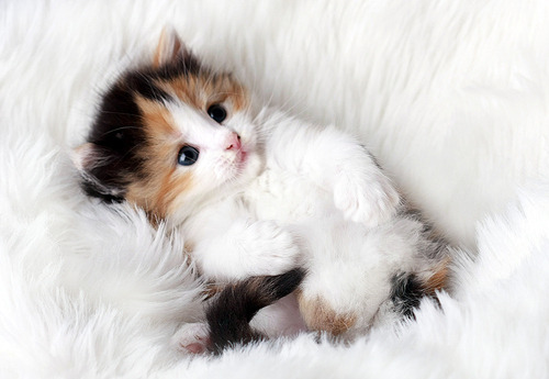 I love kitties