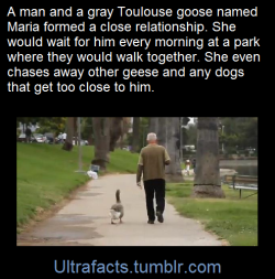 kingwilliamv:  ultrafacts:  Every morning, her priority is to stand by the side of the road and patiently wait for her mate to return - on his scooter.She is a gray Toulouse goose named Maria. He is a retired salesman named Dominic Ehrler. And together,