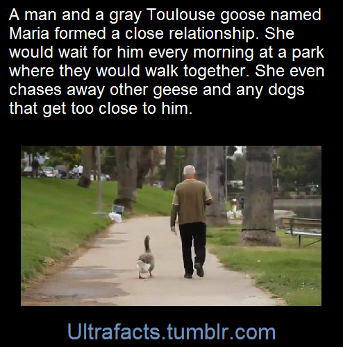 ultrafacts:  Every morning, her priority is to stand by the side of the road and patiently wait for her mate to return - on his scooter.She is a gray Toulouse goose named Maria. He is a retired salesman named Dominic Ehrler. And together, they have become